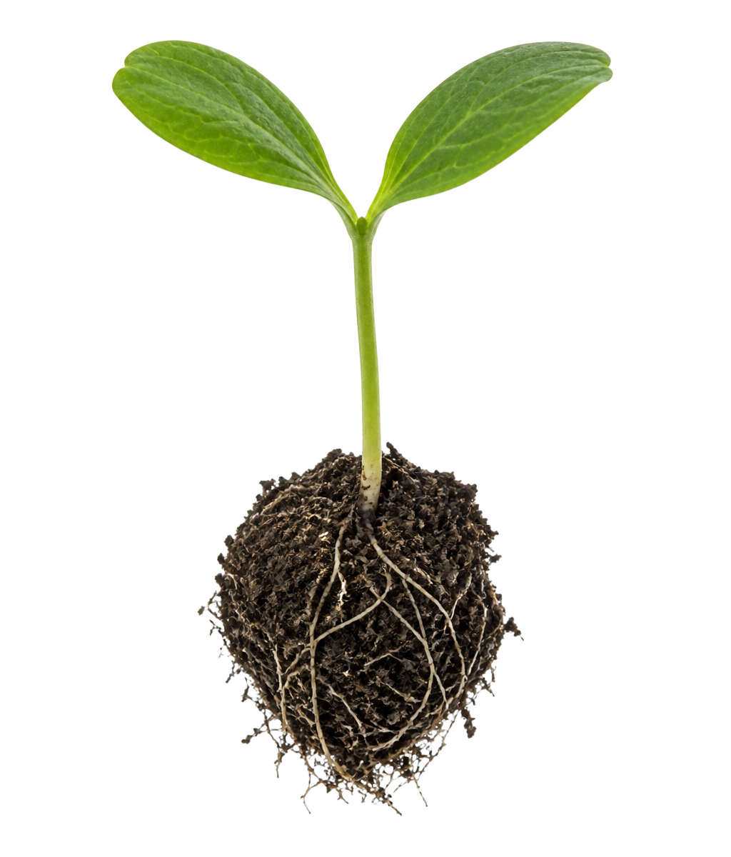 A young seedling with its root ball of soil and fine roots